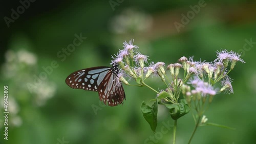 Dark Blue Glassy Tiger, Ideopsis vulgaris macrina, Butterfly, Kaeng Krachan National Park, Thailand, 4K Footage; on the left side under a bunch of flowers sipping nectar, climbs up flapping wings. photo