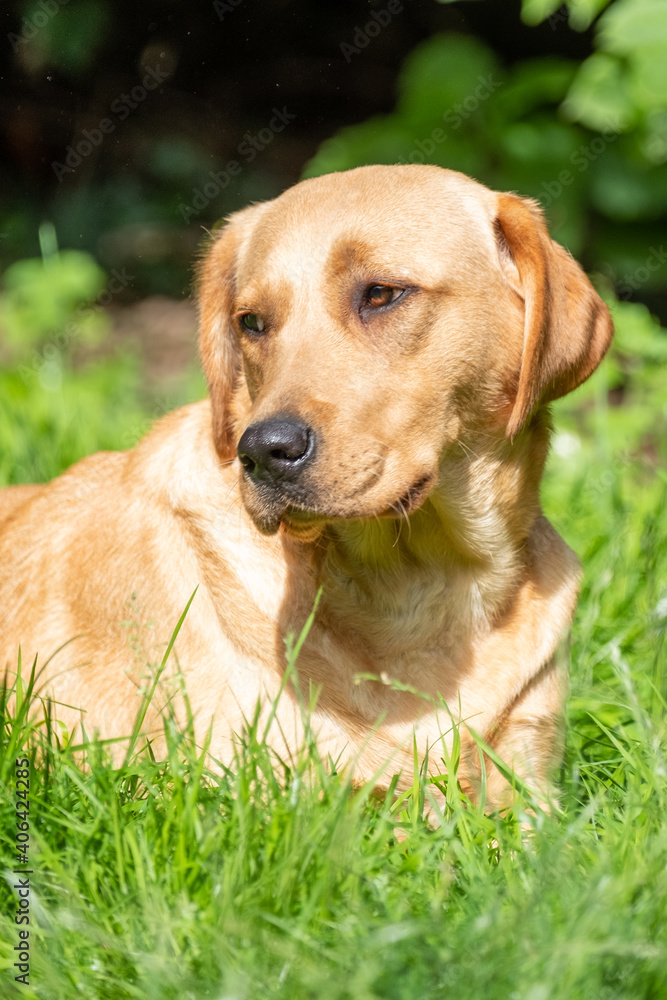 Portrait of Labrador Retriever looking at something close up on face. High quality photo