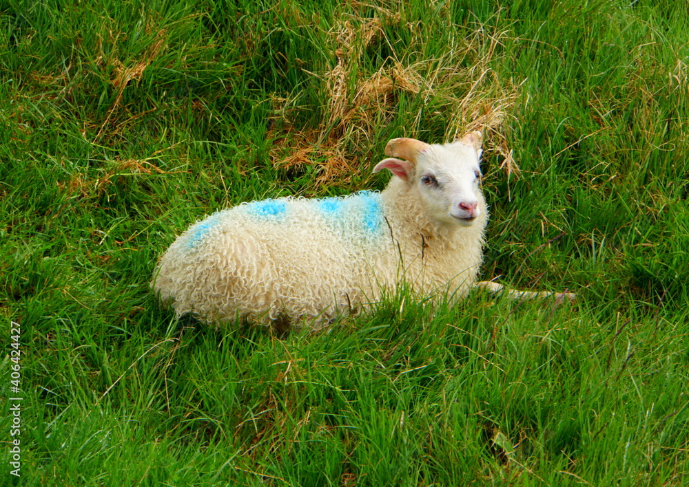 Icelandic goat on the grass field with painted blue mark Icelandic goat on the grass field with painted blue mark