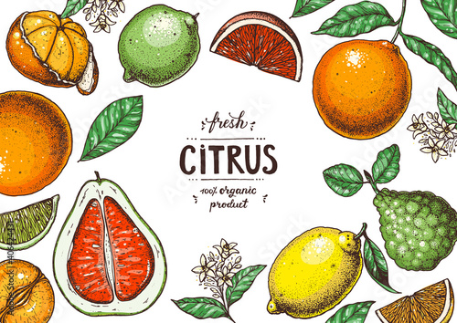 Fresh citrus frame. Hand drawn vector illustration. Organic food, citrus design template. Colored illustration. Citrus collection.