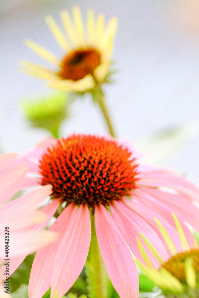 Close up of purple coneflower, Echinacea purpurea, blooming in a garden. High quality photo Close up of purple coneflower, Echinacea purpurea, blooming in a garden. High quality photo