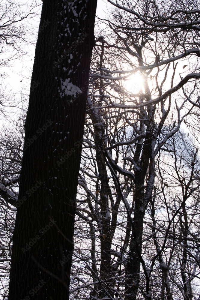 Beautiful trees in a forest in Vienna, Austria Beautiful trees in a forest in Vienna, Austria
