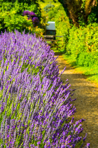 lavender hedge