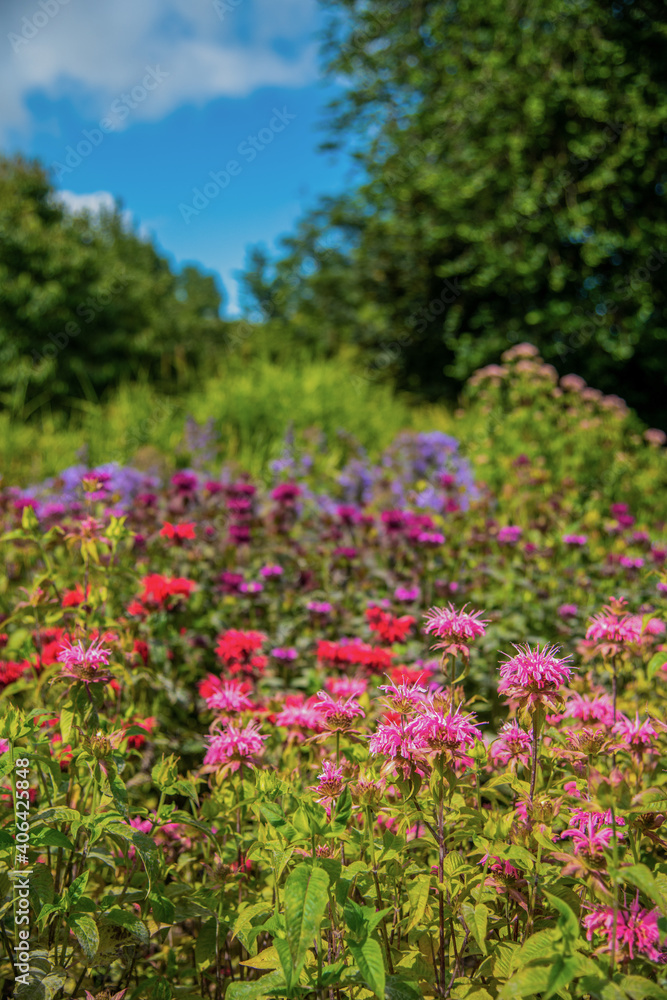 Assorted monarda