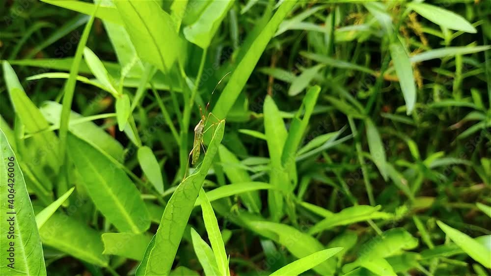 Leptocorisa is a genus of broad-headed bugs in the family Alydidae. Leptocorisa is a genus of broad-headed bugs in the family Alydidae.