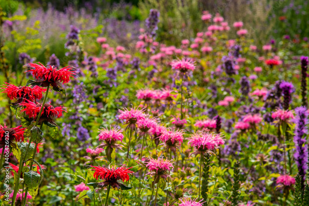 Monardas 'Gardenview Scarlet' (left) & 'Croftway Pink'