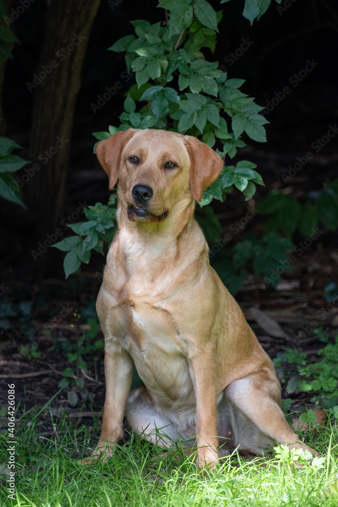 Close up image of golden brown labrador retriever, sitting on green grass in a park or garden, looking up, dog collar, lit by sun, blurry background, vertical image. High quality photo Close up image of golden brown labrador retriever, sitting on green grass in a park or garden, looking up, dog collar, lit by sun, blurry background, vertical image. High quality photo