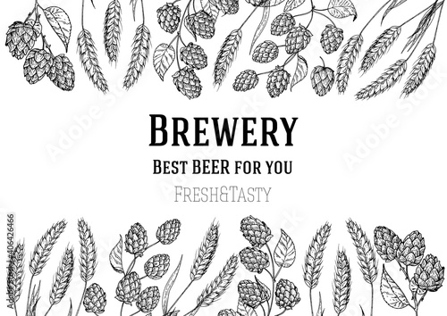 Brewery design template. Beer hop illustration. Hand drawn sketch design. Beer ingredients vector illustration.