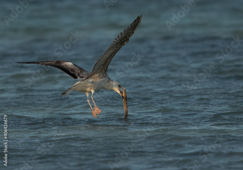 A juvenile Lesser Black-backed Gull trying to pick up the dropped fish at Busaiteen coast  Bahrain