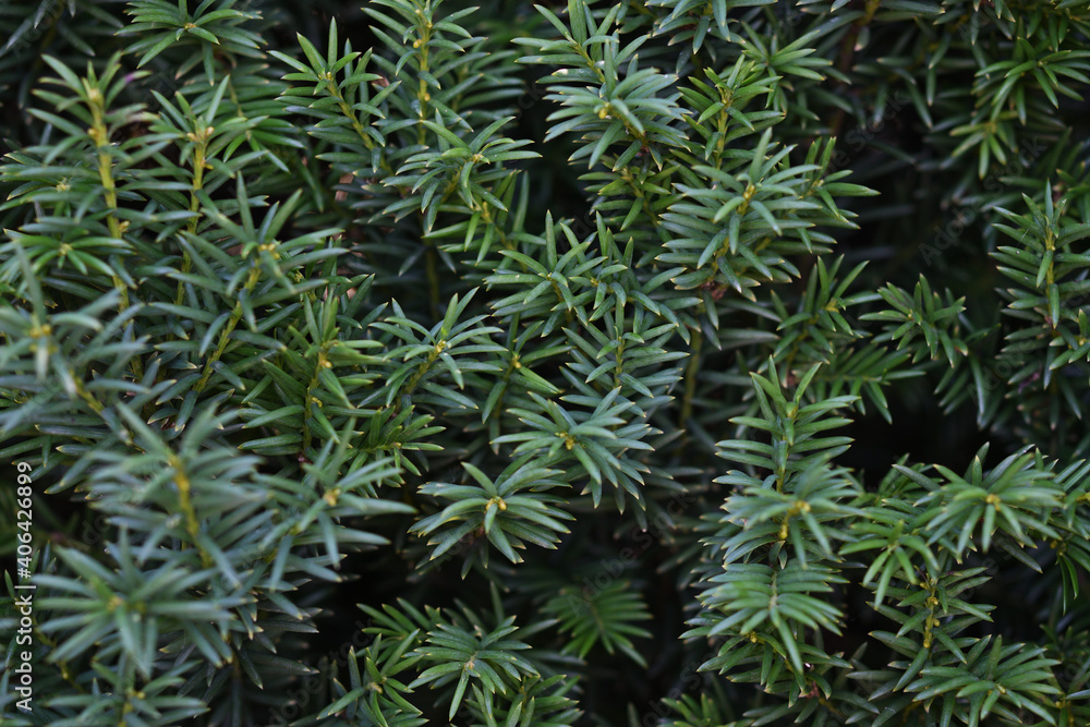 Dark green background of yew branches Dark green background of yew branches