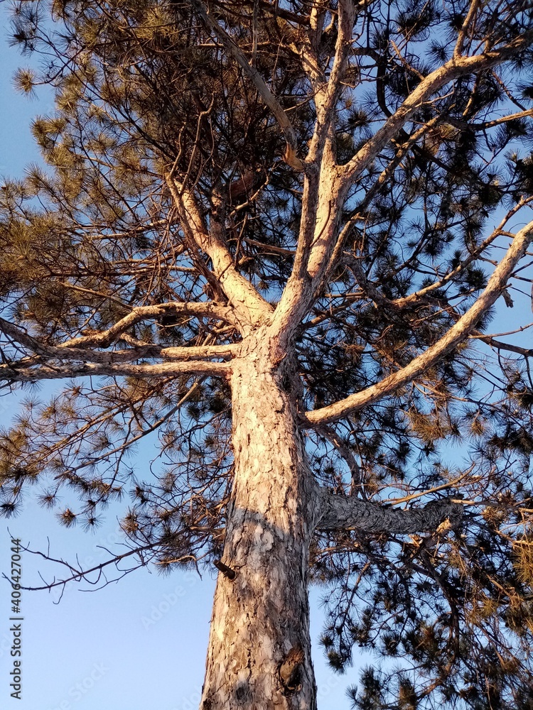 Obraz premium pine on the background of the sunny sky 