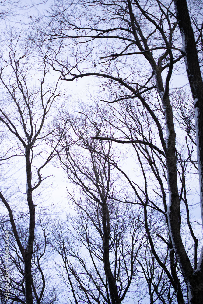 Beautiful trees in a forest in Vienna, Austria Beautiful trees in a forest in Vienna, Austria