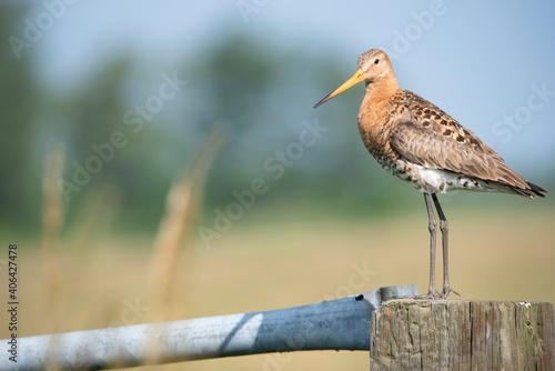 Black tailed Godwit protecting their chicks in meadow en the Netherlands. photo