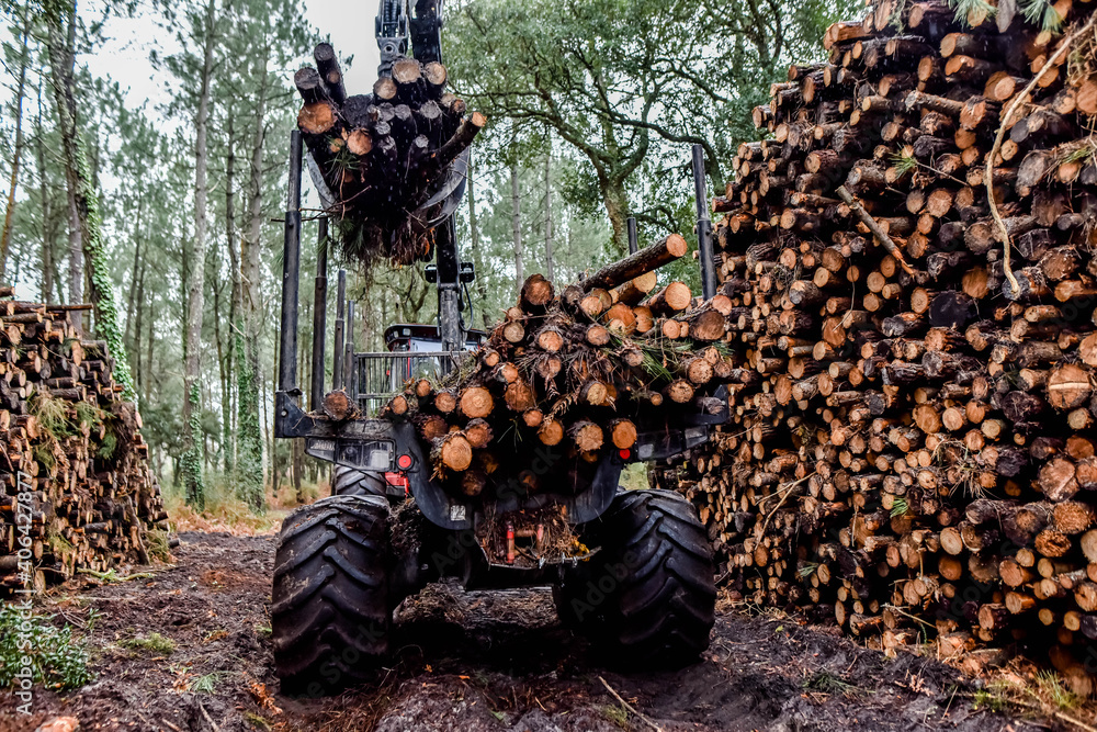 heavy vehicle used in the logging and forest maintenance industry