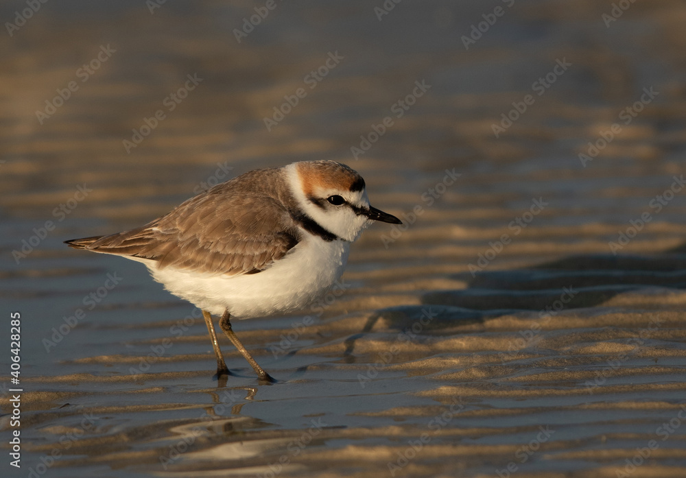 A portrait of a Kentish Plover in the morning at Busaiteen beach, Bahrain A portrait of a Kentish Plover in the morning at Busaiteen beach, Bahrain