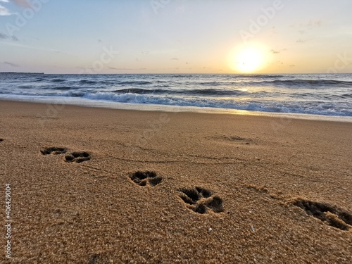 Pawprints (Paw prints) on the beach with sunset 