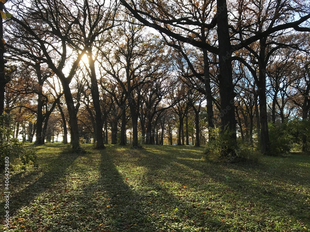 Trees and shadows, Illinois