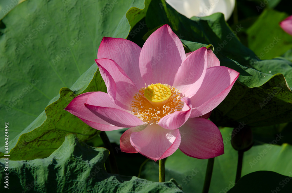 Beautiful pink lotus flower in blooming with green leaves as background Beautiful pink lotus flower in blooming with green leaves as background