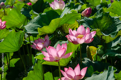 Beautiful pink lotus flower in blooming with green leaves as background