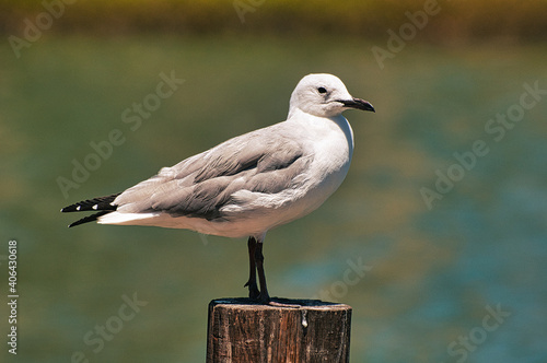 sea gull perched on a post next to water