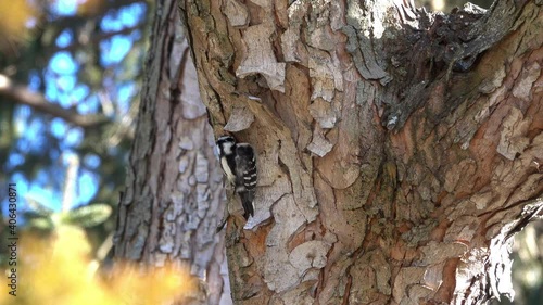 A female downy woodpecker (Dryobates pubescens) pries under the bark of a maple tree in search of food. photo