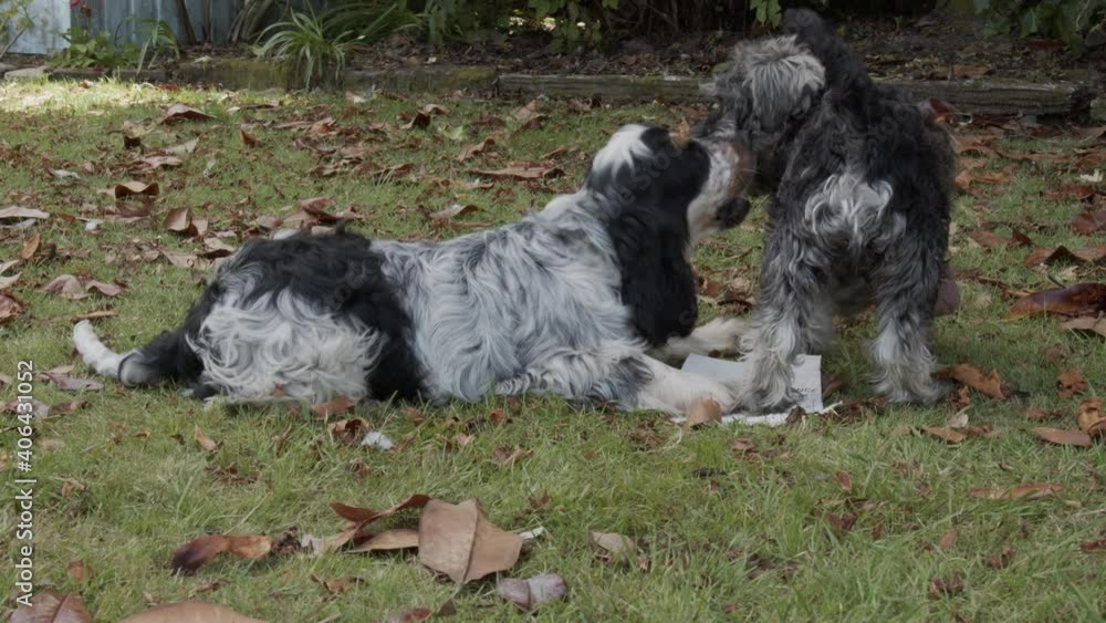 Cocker Spaniel puppy is interrupted by Miniature Schnauzer puppy who wants his teddy bear chew toy.