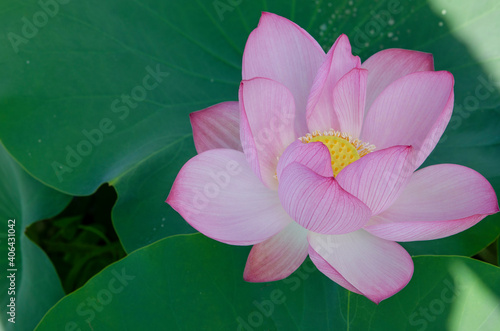 Close-up of lotus flower on the pond at sunrise. For thousands of years  the lotus flower has been admired as a sacred symbol.