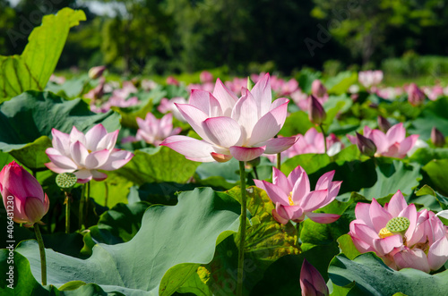 Close-up of lotus flower on the pond at sunrise. For thousands of years  the lotus flower has been admired as a sacred symbol.