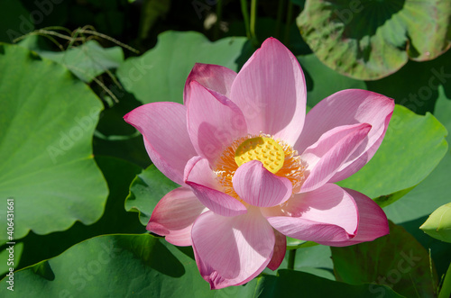 Close-up of lotus flower on the pond at sunrise. For thousands of years  the lotus flower has been admired as a sacred symbol.