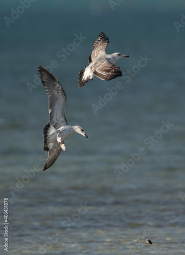 Lesser Black-backed Gull in the chase dropped the crab at Busaiteen coast, Bahrain