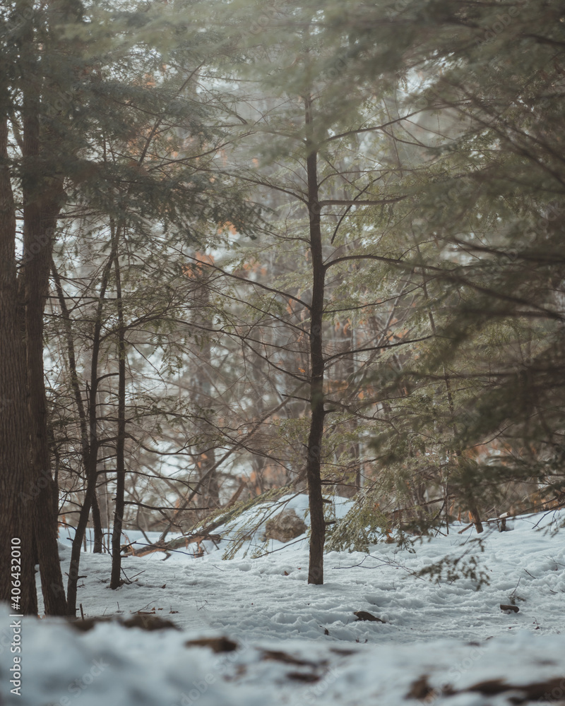 Fototapeta premium Foggy Woods