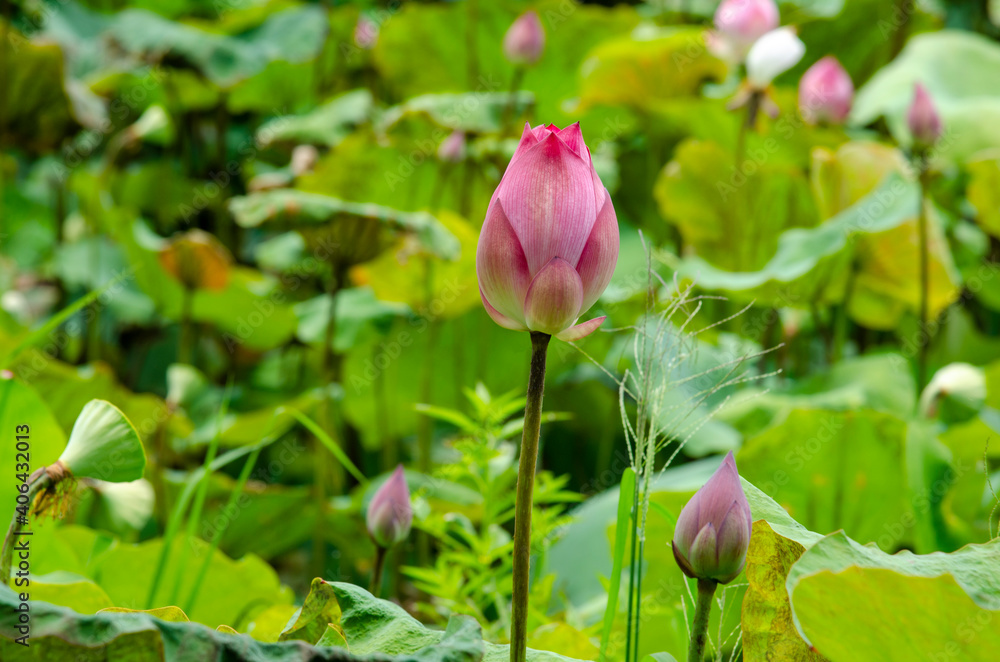 Lotus flower and green leaves lotus nature background in pond panoramic. Blank copy space