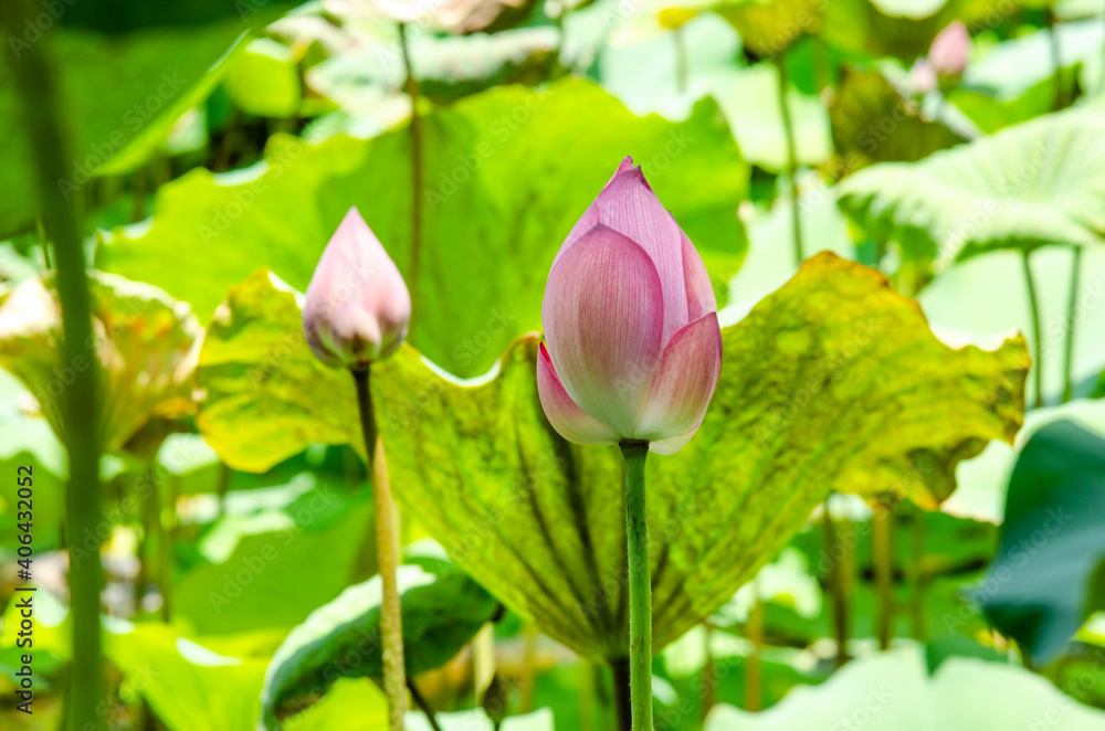 Close-up of lotus flower on the pond at sunrise. For thousands of years, the lotus flower has been admired as a sacred symbol.