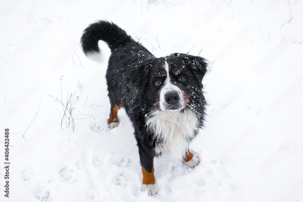 Bernese mountain dog with snow on his head. Happy dog walk in winter snowy weather Bernese mountain dog with snow on his head. Happy dog walk in winter snowy weather