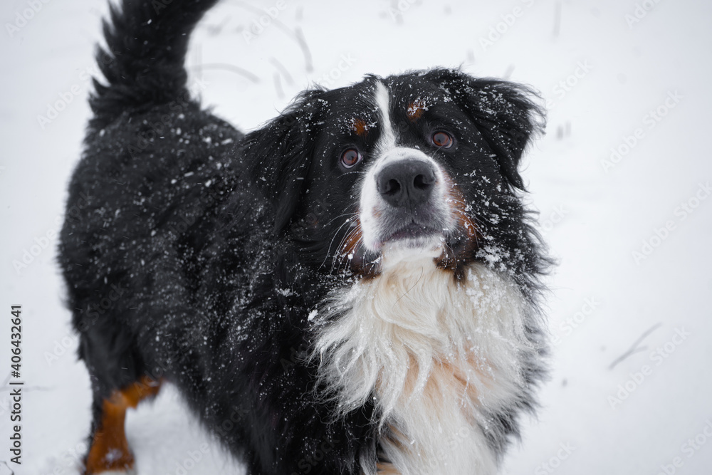 Bernese mountain dog with snow on his head. Happy dog walk in winter snowy weather