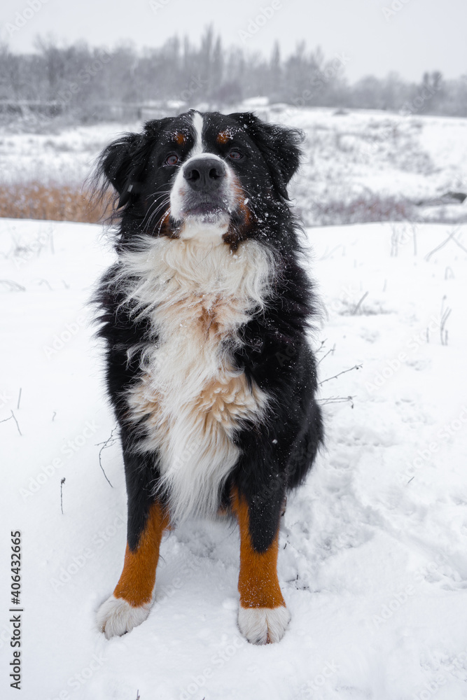 Bernese mountain dog with snow on his head. Happy dog walk in winter snowy weather