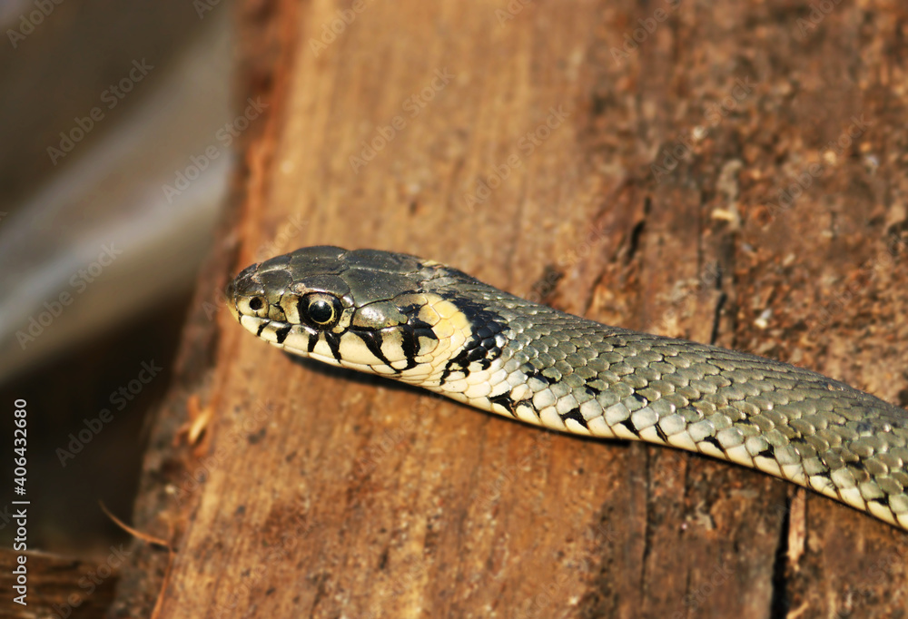 Wild Snakes on a Wooden Background, Forest Life, Closeup Snake Head, Animal Closeup. Wild Snakes on a Wooden Background, Forest Life, Closeup Snake Head, Animal Closeup.