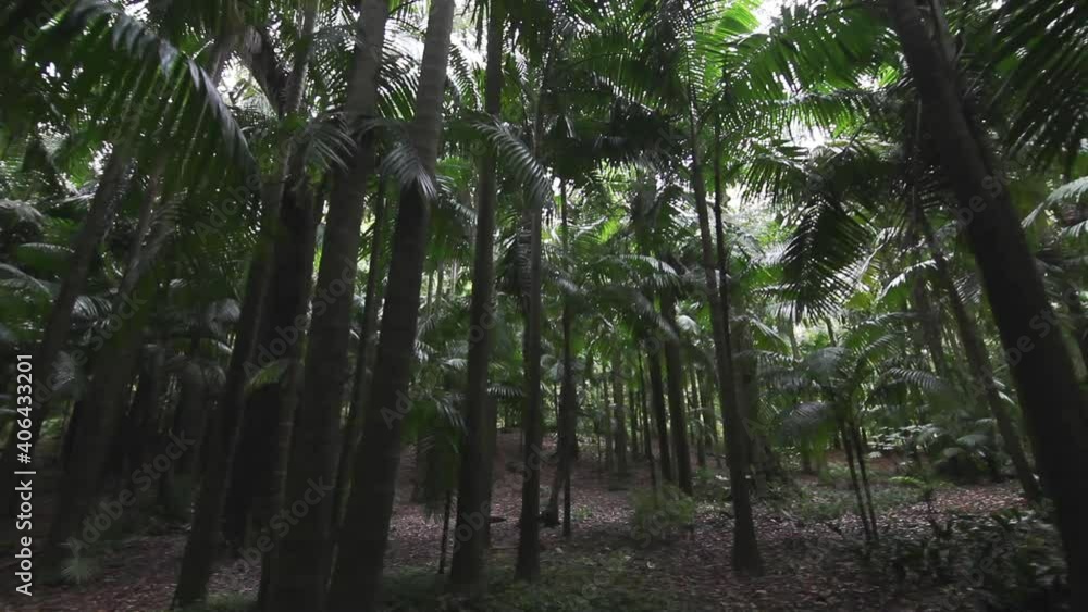 Deciduous deep forest Azores island Portugal Deciduous deep forest Azores island Portugal