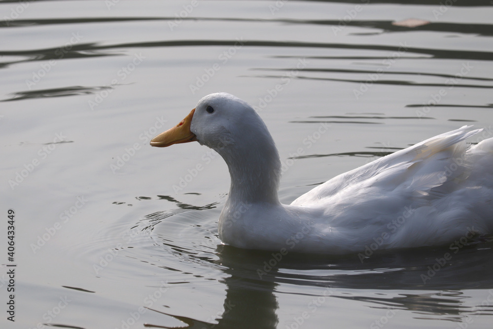 White Duck In Pond Or Lake With Water Background, Close Up Stock White Duck In Pond Or Lake With Water Background, Close Up Stock