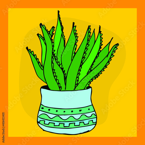 Aloe in the pot
