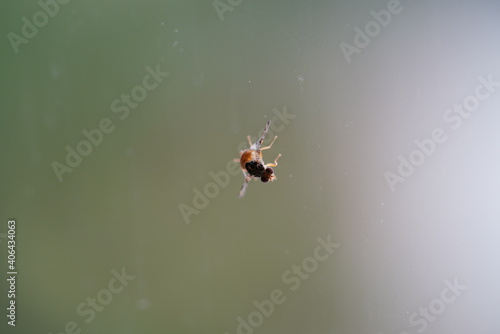 Ceratitis capitata fly a mediterranean insect on a window © AdobeTim82