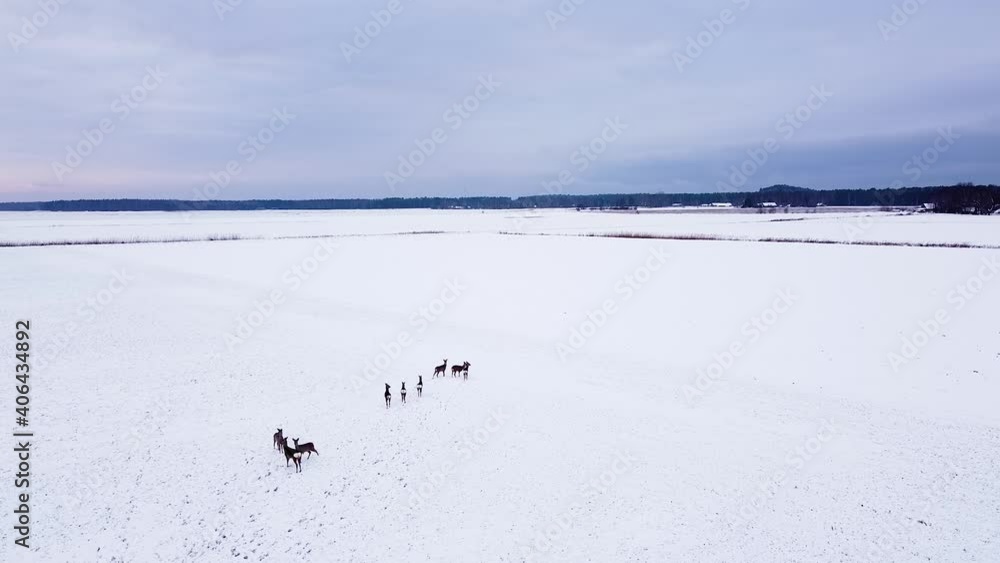 Aerial birdseye view at European roe deer (Capreolus capreolus) group standing still on snow covered agricultural field on overcast winter day, wide angle drone shot Aerial birdseye view at European roe deer (Capreolus capreolus) group standing still on snow covered agricultural field on overcast winter day, wide angle drone shot