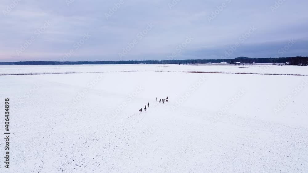 Aerial birdseye view at European roe deer (Capreolus capreolus) group running on snow covered agricultural field on overcast winter day, wide angle drone shot Aerial birdseye view at European roe deer (Capreolus capreolus) group running on snow covered agricultural field on overcast winter day, wide angle drone shot