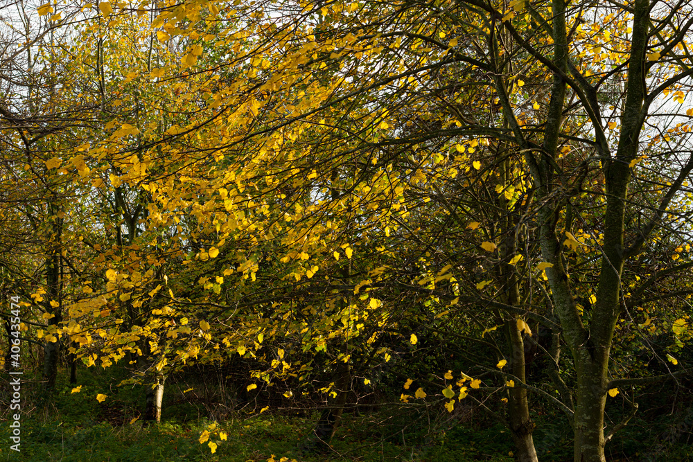 Golden Autumn leaves in the countryside of Worcestershire UK Golden Autumn leaves in the countryside of Worcestershire UK