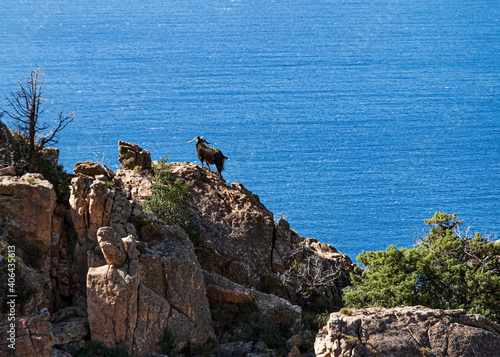 Mouflon standing on a rock formation in the bizzare landscape of Calanche de Piana, located in n the Gulf of Porto, on the west coast of Corsica, France. photo