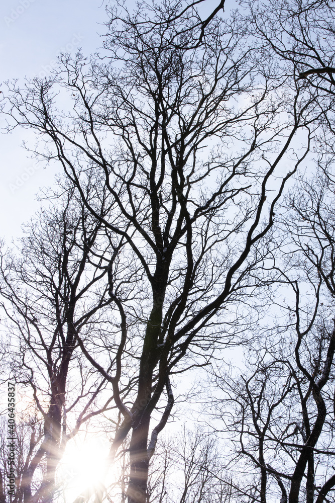 Beautiful trees in a forest in Vienna, Austria Beautiful trees in a forest in Vienna, Austria