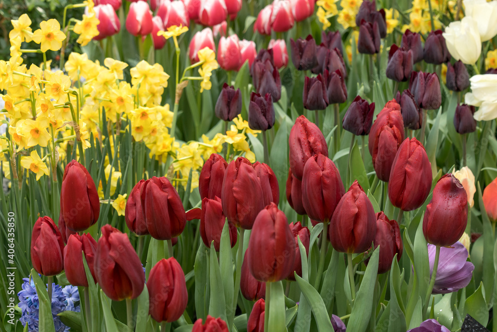lots of colorful flowers close-up lots of colorful flowers close-up