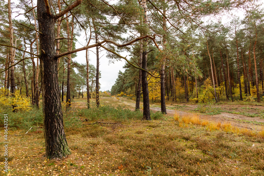 Naklejka premium Kirchdofer Heide in Niedersachsen, Deutschland im späten Herbst