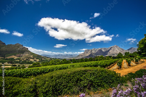 Grapes in a famous sauvignon blanc winery in Franschhoek, South Africa