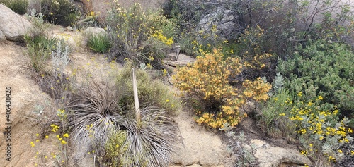 Fauna of Ramona, dead and flowering plants